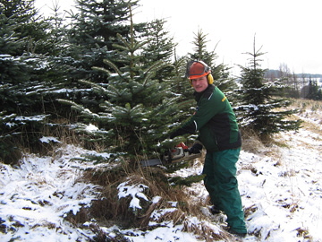 Hof Scheffen Hattert Westerwald WW - Landwirtschaft - Mutterkuhhaltung - Fleischrinder - Ackerbau - Galabau - Gartenbau - Landschaftsbau - Rindenmulch - Sonderbaumfllung - Heckenschnitt - Containerdienst - Brennholz - Weihnachtsbume 