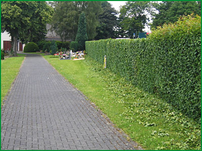 Forstwirt Mario Hall Gartenbetrieb - Forstbetrieb - Baumfllung - Problemfllung - Grobaumfllung - Grnanlagenpflege - Mharbeiten in Hachenburg Westerwald / WW